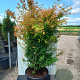 Acer palmatum 'Katsura' 150-175 cm cont. 70L meerstammig