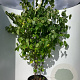 Cercis canadensis 200-250 cm cont. 70L meerstammig
