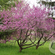 Cercis canadensis 200-250 cm cont. 70L meerstammig