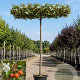 Malus 'Evereste' 12-14 HO cont. 130L 240 cm stam dakvorm