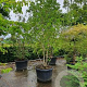 Magnolia kobus 250-300 cm cont. 70L meerstammig