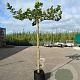 Platanus hispanica 20-25 HO cont. 230L 240 cm stam dakvorm