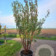 Prunus serrula 300-350 cm cont. 80L meerstammig