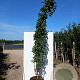 Prunus ser. 'Kanzan' 175-200 cm 20L meerstammig