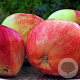 Malus domestica 'Gravenstein' 18-20 HO cont. 130L lage lei  50 cm stam