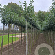 Prunus l. 'Novita' 10-12 HO draadkluit
