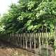 Prunus yedoensis 16-18 HO draadkluit