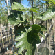 Sorbus intermedia 10-12 HO container
