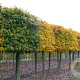 Acer campestre 'Elsrijk' 14-16 cm draadkluit 210 cm stam scherm