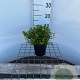 Spiraea jap. 'Little Princess' 20-25 cm C1.3