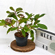 Viburnum davidii 30-40 cm 2,0L