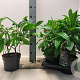 Viburnum davidii 30-40 cm 2,0L