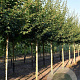 Acer campestre 'Elsrijk' 18-20 cm draadkluit 210 cm stam schermvorm