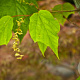 Acer conspicuum 'Silver Vein' 200-225 cm draadkluit meerstammig
