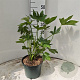 Fagus japonica 50-60 cm 5,0L