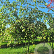 Acer davidii 350-400 cm draadkluit meerstammig