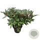 Rhododendron 'Winsome' 30-40 cm 5,0L struik