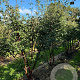 Acer griseum 200-250 cm draadkluit meerstammig