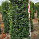 Taxus baccata 175-200 cm draadkluit extra