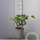 Hedera hel. 'Arborescens' 20-25 cm 2,0L