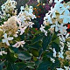 Hydrangea pan. 'Levana' 30-35 cm 3,0L