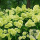 Hydrangea pan. Mojito 25-30 cm 3,0L