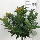 Prunus l. Kleopatra 120 cm stam 10L