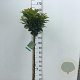 Prunus l. Kleopatra 120 cm stam 10L