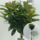 Prunus l. Kleopatra 120 cm stam 10L