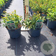 Spiraea jap. 'Genpei' 20-25 cm 3,0L