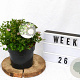 Spiraea jap. 'Little Princess' 20-25 cm 3,0L