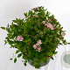 Spiraea jap. 'Little Princess' 20-25 cm 3,0L