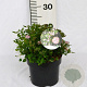 Spiraea jap. 'Little Princess' 20-25 cm 3,0L