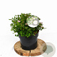 Spiraea jap. 'Little Princess' 20-25 cm 3,0L