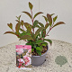 Viburnum bodn. 'Dawn' 30-35 cm 3,0L
