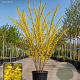 Forsythia int. 'Spectabilis' 250-300 cm container meerstammig