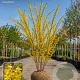 Forsythia int. 'Spectabilis' 500-600 cm draadkluit meerstammig