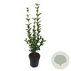 Ligustrum ovalifolium 60-80 cm 4,5L