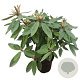 Rhododendron 'Vulcan's Flame' 30-40 cm 5,0L struik