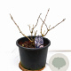 Sambucus nigra Black Lace 40-60 cm 12L