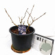 Sambucus nigra Black Lace 40-60 cm 12L