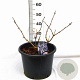 Sambucus nigra Black Lace 40-60 cm 12L