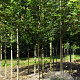 Acer pseudoplatanus 10-12 HO draadkluit