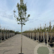 Amelanchier arborea 'Robin Hill' 10-12 HO container