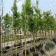 Amelanchier arborea 'Robin Hill' 12-14 HO container