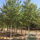 Amelanchier arborea 'Robin Hill' 12-14 HO draadkluit