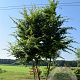 Carpinus betulus 300-350 cm draadkluit meerstammig