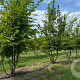 Carpinus betulus 300-350 cm draadkluit meerstammig