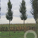 Carpinus bet. 'Fastigiata' 16-18 HO draadkluit