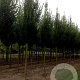 Carpinus bet. 'Fastigiata' 18-20 HO draadkluit